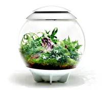 biOrb AIR 60 biały-kompozycja-lesna-paprocie