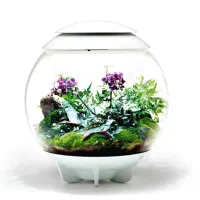 biOrb-AIR-60-biały-terrarium-kompozycja-egzotyczna-fiolet
