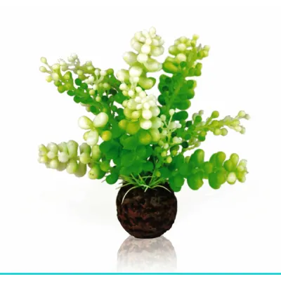 biOrb-46090 Glon morski Cauleripa polska siec sprzedaży Oase