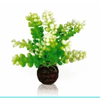 biOrb-46090 Glon morski Cauleripa