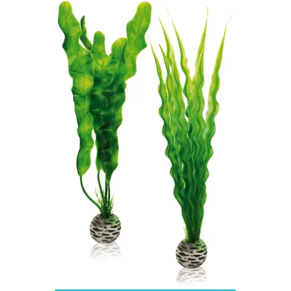 biOrb-46056 zestaw roślin M onowodek