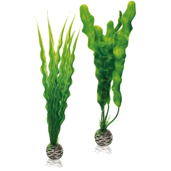 biOrb-46056 zestaw roślin M onowodek