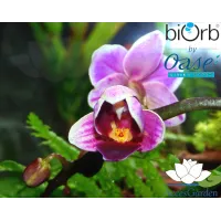 Miniature-Orchids-in-the-BiOrbAir-60