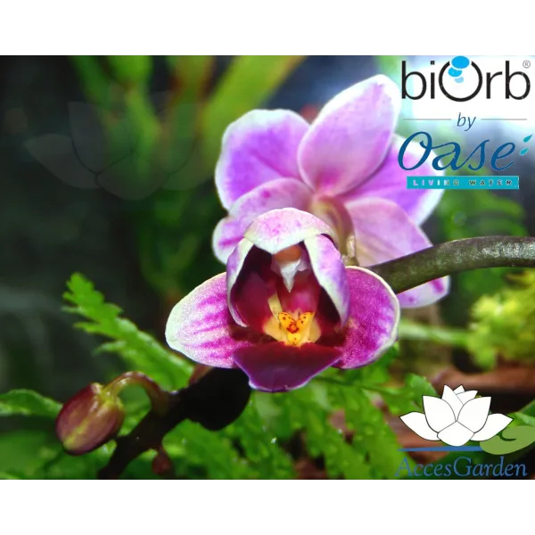Miniature-Orchids-in-the-BiOrbAir-60