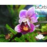 Miniature-Orchids-in-the-BiOrbAir-60