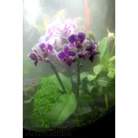 biOrb-AIR-60-biały-storczyk-zamgławianie