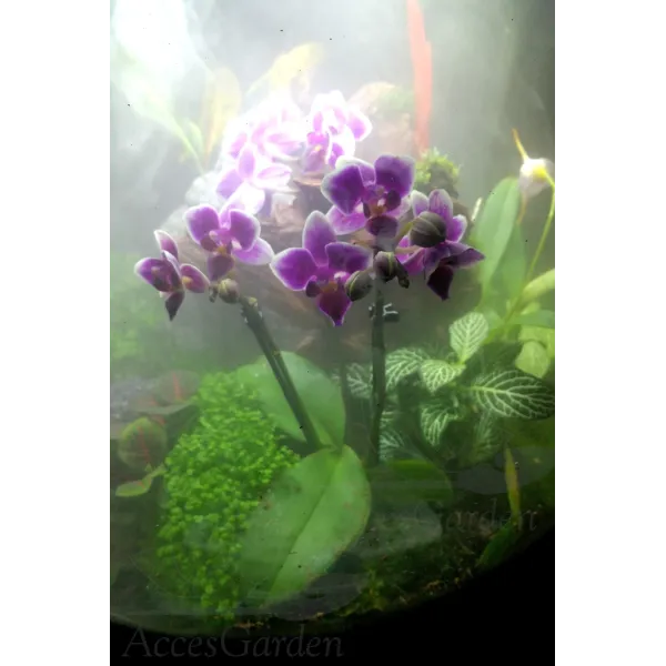 biOrb-AIR-60-biały-storczyk-zamgławianie