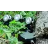 Zestaw oświetleniowy  Lunaqua Mini LED OASE-50512 POZNAŃ (światło białe zimne)